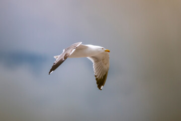 Yellow leggend gull in flight. Big white, gray and black bird.Gull on skay air. Copy space. Cloudy sky.