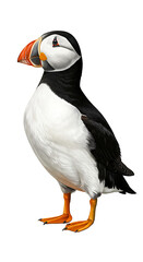 Naklejka premium Distinguished puffin stands out from background