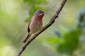 Eastern subalpine warbler isolated on a branch of tree. Is a small typical warbler which breeds in the southernmost areas of Europe. Copy space. Curruca cantillans.