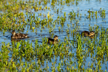 Mallard Duck and Ducklings