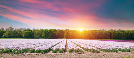 Landscape with tulips, traditional dutch windmills and houses near the canal in Zaanse Schans, Netherlands, Europe . High quality photo