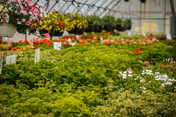 A dense bed of blooming red petunias covered in water droplets sits in the foreground of a colorful greenhouse filled with flowering plants.