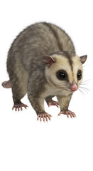Fascinating possum glares exploring its surroundings