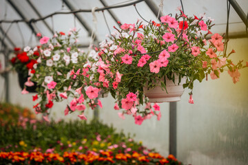 Rows of flowering plants and hanging baskets bloom vibrantly inside a greenhouse, with neatly labeled sections and lush greenery throughout.