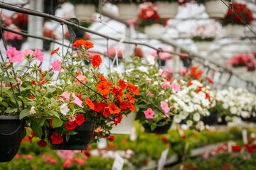 A dense bed of blooming red petunias covered in water droplets sits in the foreground of a colorful...
