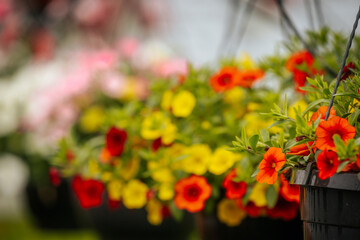 A dense bed of blooming red petunias covered in water droplets sits in the foreground of a colorful greenhouse filled with flowering plants.
