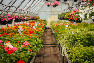 Rows of flowering plants and hanging baskets bloom vibrantly inside a greenhouse, with neatly labeled sections and lush greenery throughout.