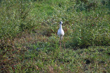 A cute black winged stilt is forging in the grass area of a wet outfield near a semi urban area