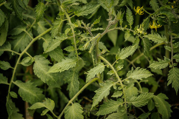 Close-up of a tomato plant with small yellow flowers and lush green foliage, signaling the beginning phase of fruit production.