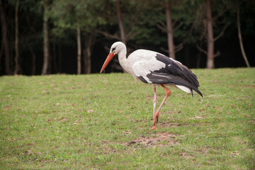 stork in the forest. stork in the park. stork in the wild. stork in Ukraine