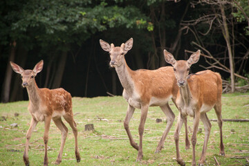 Young deer. Deer in the wild. Animals in Ukraine. fallow deer