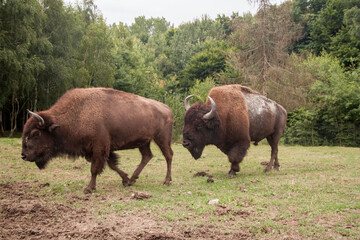 Wisent. Bison. Rare bison. Brown bison in nature. Animals in the reserve. bison in Ukraine