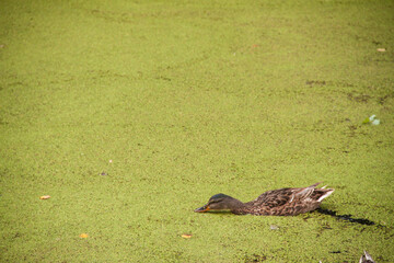 Duck in a green lake. Natural ducks. Algae on the lake