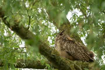 European eagle owl sitting on branch