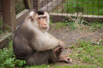 Monkey. Photo of monkey. Wild monkey