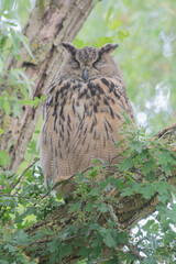 European eagle owl sitting on branch