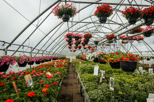 Spacious greenhouse filled with hanging flower baskets and rows of colorful blooming plants, labeled for sale and neatly organized along a central walkway.