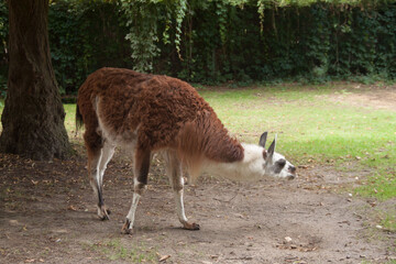 Llama in nature. Photo of a llama. Ukraine