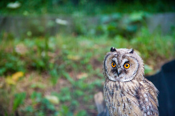 Owl with orange eyes. Owl with yellow eyes. Photo of an owl. Owl in the wild