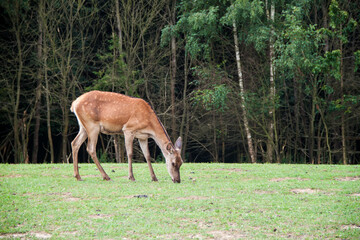 Young deer. Deer in the wild. Animals in Ukraine. fallow deer
