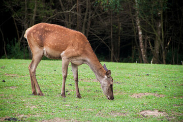 Young deer. Deer in the wild. Animals in Ukraine. fallow deer