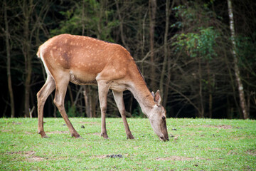 Young deer. Deer in the wild. Animals in Ukraine. fallow deer