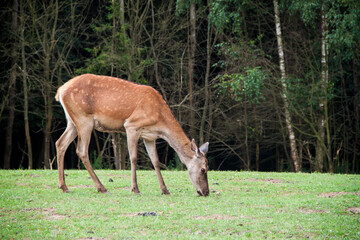 Young deer. Deer in the wild. Animals in Ukraine. fallow deer