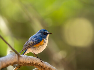 Fototapeta premium 森の中で周りを見渡しているルリビタキの雄