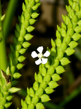 into small scales. The inflorescence grows in the interstices of the phyllodes and consists of 1-2 white flowers. The male flowers Asparagus densiflorus have a perianth of 6 pieces, 6 stamens and fla