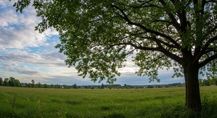 Obraz premium Serene Meadow Landscape with Tree - Tranquil nature scene, symbolizing peace, growth, freedom, hope, and serenity. A single tree stands in a vast green meadow under a partly cloudy sky