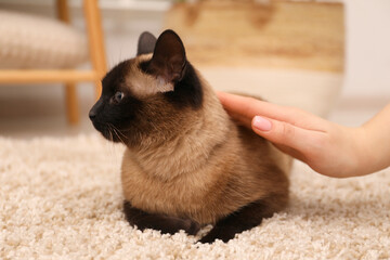 Woman stroking adorable Thai cat at home, closeup