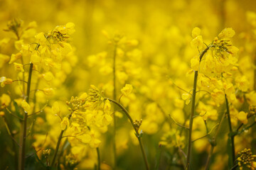 Obraz premium Detailed close-up of a rapeseed flower cluster with vivid yellow petals and water droplets, set against a softly blurred yellow background.