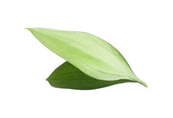 Two fresh green Ruscus leaves isolated on white