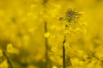 Obraz premium Detailed close-up of a rapeseed flower cluster with vivid yellow petals and water droplets, set against a softly blurred yellow background.
