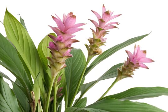 turmeric curcuma longa plant flower isolated on white background