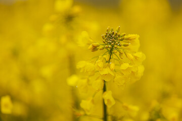 Detailed close-up of a rapeseed flower cluster with vivid yellow petals and water droplets, set against a softly blurred yellow background.