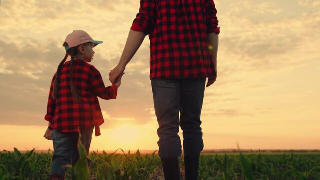 Child girl, dad go hand in hand, field corn sprouts. Family farming business. Agricultural industry. Dad daughter hold hands in field. Father, child walk on field, sunset. Growing corn, organic food