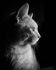 Side profile of tabby cat in black and white
