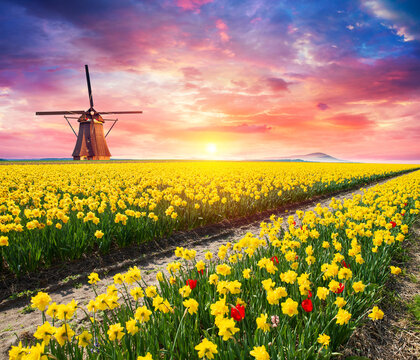Landscape with tulips, traditional dutch windmills and houses near the canal in Zaanse Schans, Netherlands, Europe . High quality photo