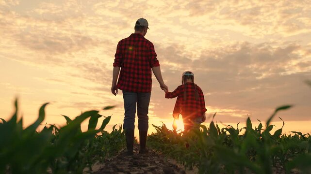 Dad daughter hold hands in field. Father, child walk on field, sunset. Kid girl, dad go hand in hand, field corn sprouts. Family farming business. Agricultural industry. Growing corn, organic food