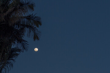 Full moon rising in a clear tropical night sky with palm leaves in silhouette. Captured in Salento,...