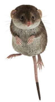 Graceful mouse hangs playfully claws extended