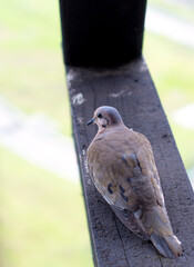 A peaceful dove resting on a wooden railing with blurred green background. Captured at the observation tower in Filandia, Filandia, Quindío, Quindio, Colombia.