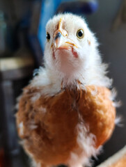 A small brown and white chicken sitting on top of a wooden table