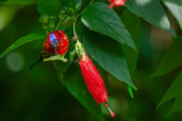 Crimson Sunbird