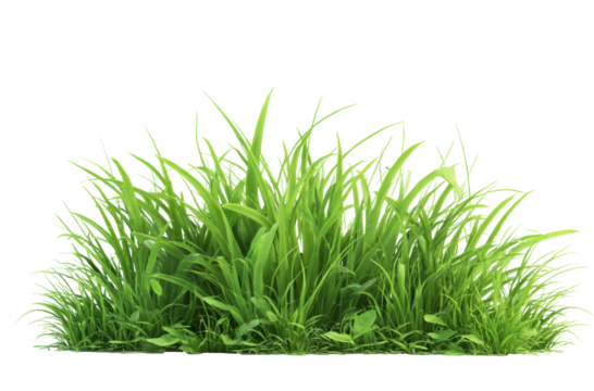 Green grass 3d rendering with transparent background, detailed realistic texture, natural looking blade structure ideal for digital design and graphic overlay applications, PNG