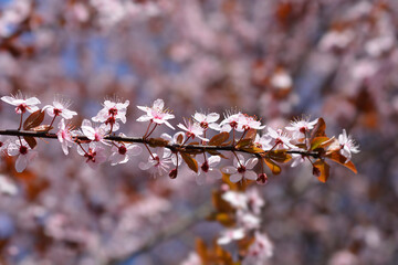 Black Cherry Plum branch with flowers - Latin name - Prunus cerasifera Nigra