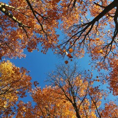 Autumn Leaves Canopy Under Blue Sky