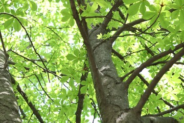Beautiful tree crown with green leaves as background, low angle view
