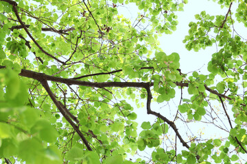 Beautiful tree crown with green leaves as background, low angle view